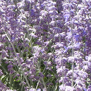 Russian Sage